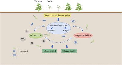 Tobacco/Isatis intercropping system improves soil quality and increase total production value